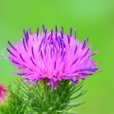 月池娱乐小分队