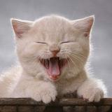 猫咪狗狗萌宠物