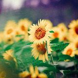 那一世烟花易冷