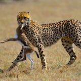 动物之间的较量