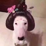 小屁孩愚乐搞笑