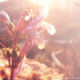 家居摆设爱好者