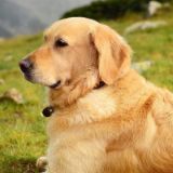 我是萌宠欢乐营啊啊