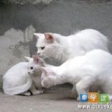 吃葡萄不吐西瓜皮