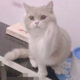 以梦为马的兔子