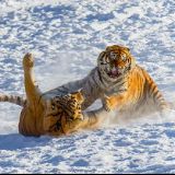 古玩艺术品交易