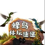 蜂鸟体坛