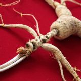 中国野山参信息网