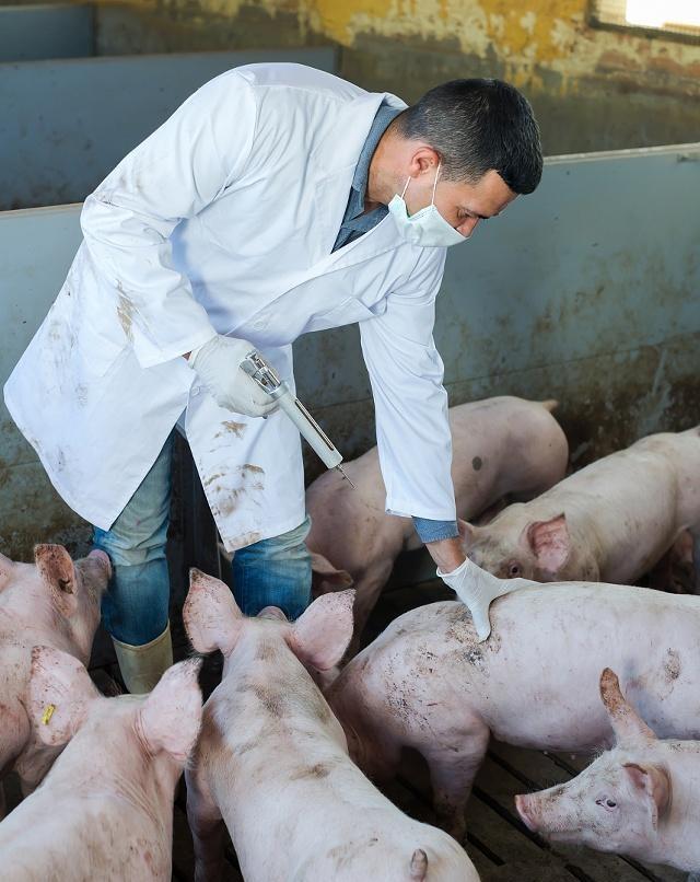 感染塞内卡病毒的猪病症与口蹄疫临床症状极为相似,猪只蹄冠及鼻唇镜
