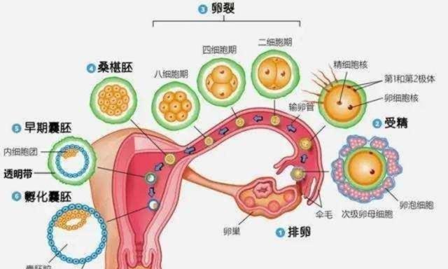 怀孕的肚子器官图片