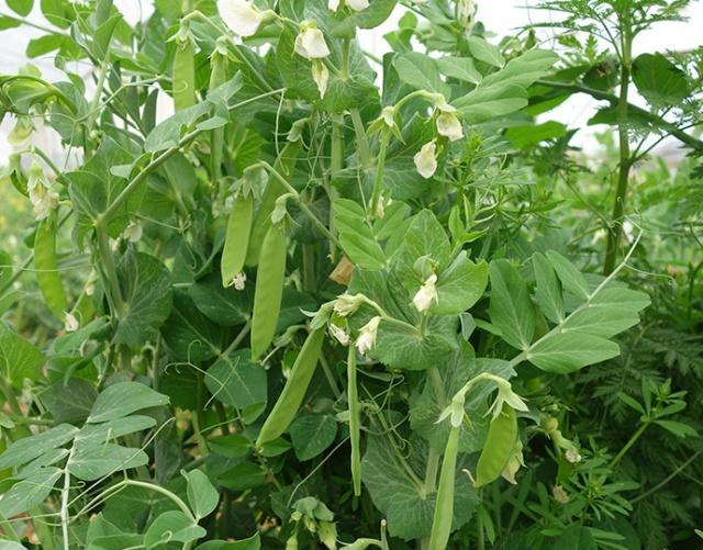 想在家种植甜豆和荷兰豆?告诉你种植新手也能做的方法