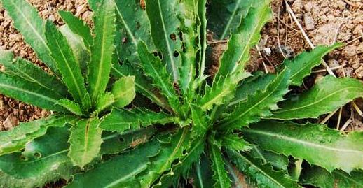 叶子带刺花能入药的植物,常生于农村野路边,如今却有人包地种植