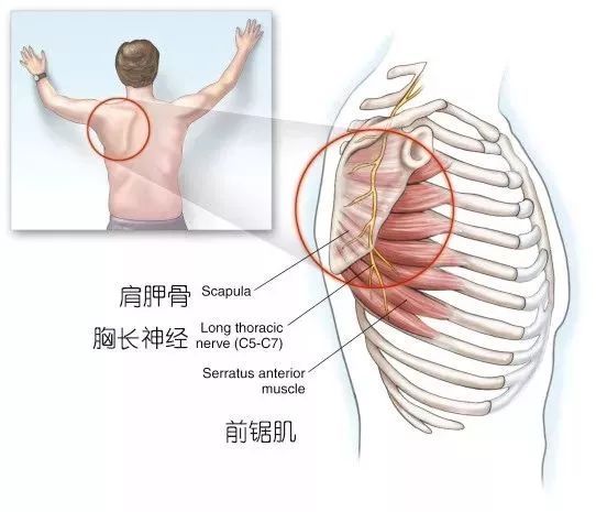 肩胛骨的外侧角图片图片