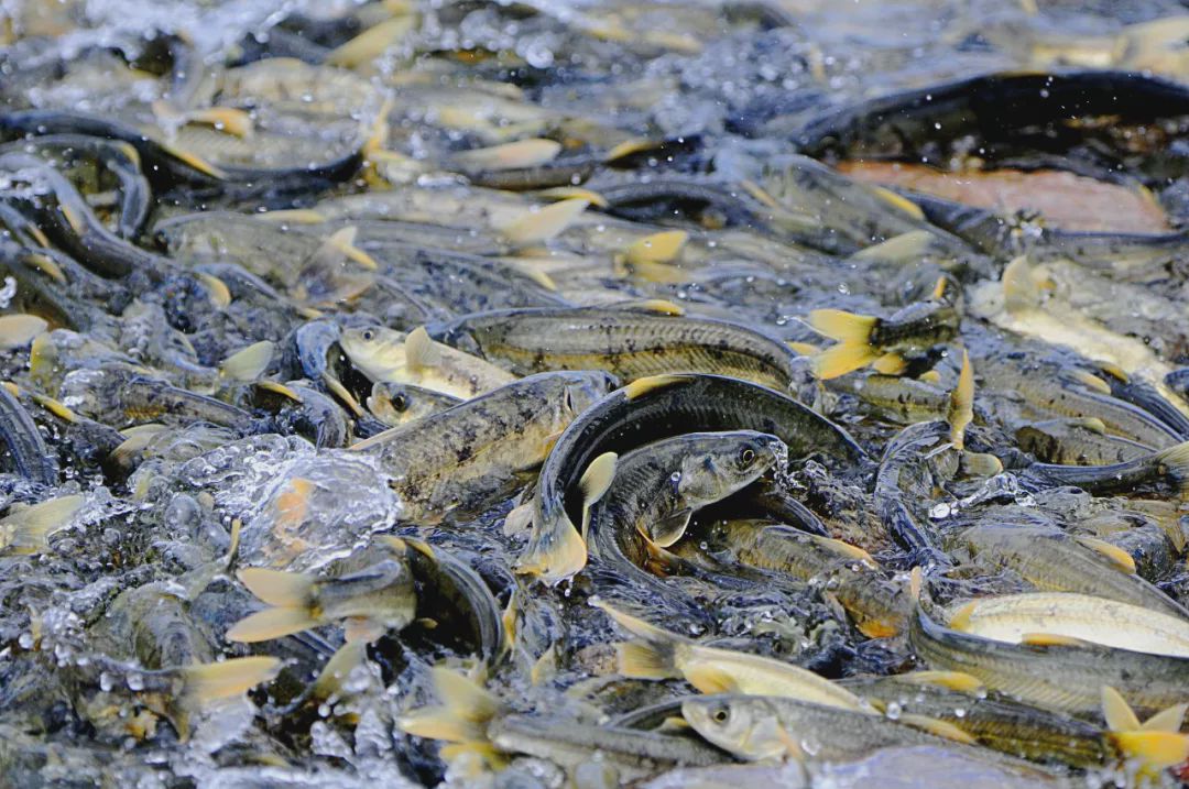 以山为笔、以水为墨 青海绘就国家公园省的壮美画卷