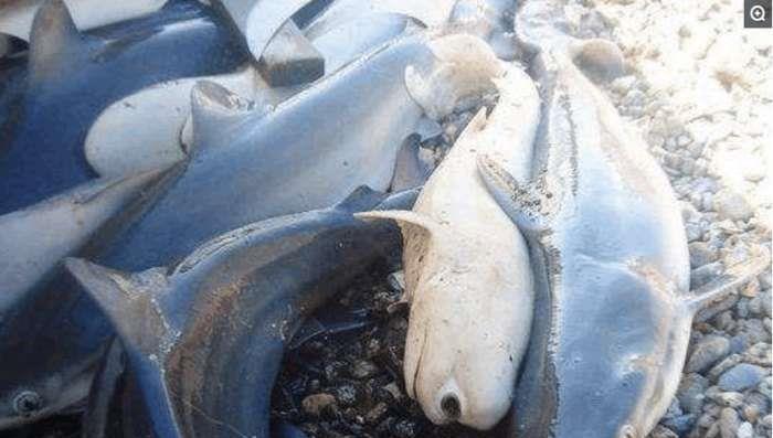 这种独眼鲨鱼是英国渔民在海边发现的,先天性畸形,寿命很短,可能是