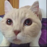 降猫十八掌