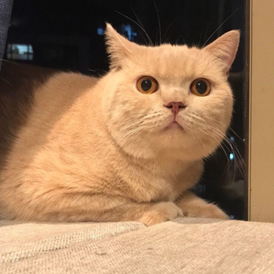 猫爸育儿