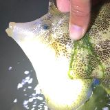 搞海兄弟