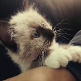 一个快乐的柠檬精