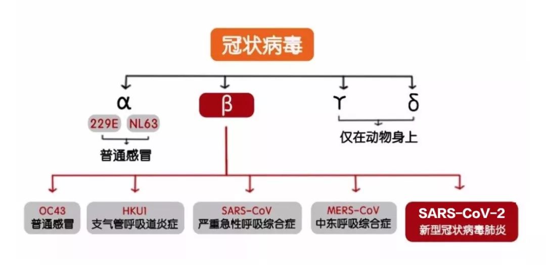 新冠病毒十问