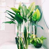 个人形象讲师小安