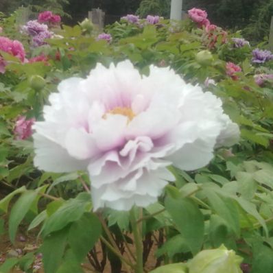 墨缘依林