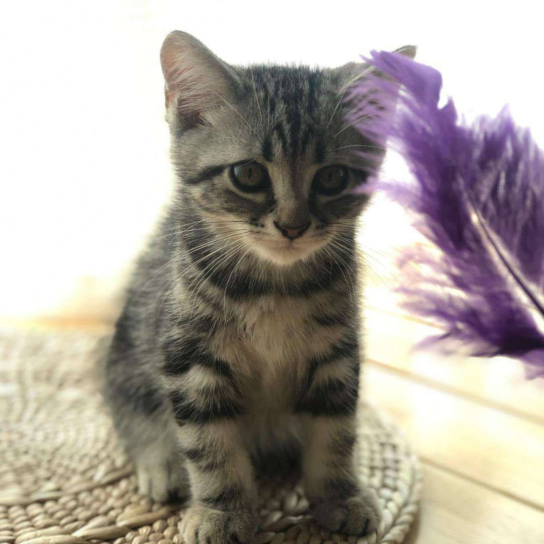 神影手不是疾影手