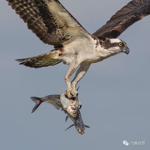 美一鱼鹰贪心狩猎:一次捕捉两大鱼,一爪一条还能灵活在空中飞翔