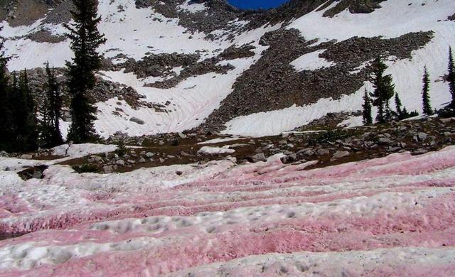 南极说出现"红雪,格陵兰岛冰盖居然出现了"黑色"区域.