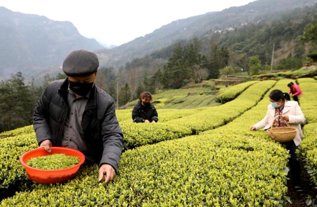 3月6日,鹤峰县邬阳乡石龙村一组有机茶园基地,脱贫户胡吉满一家正在