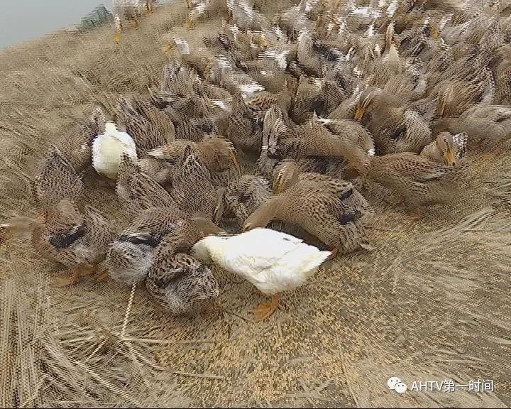 卖不出去就收不回成本,而且在家多养一天,就要增加一天的人工和