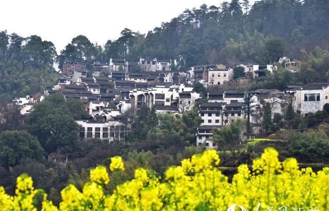 江西婺源县:十余万亩油菜花怒放 风景如画