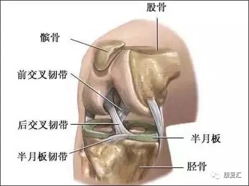 膝关节    knee          膝关节:由股骨内,外侧髁和胫骨内