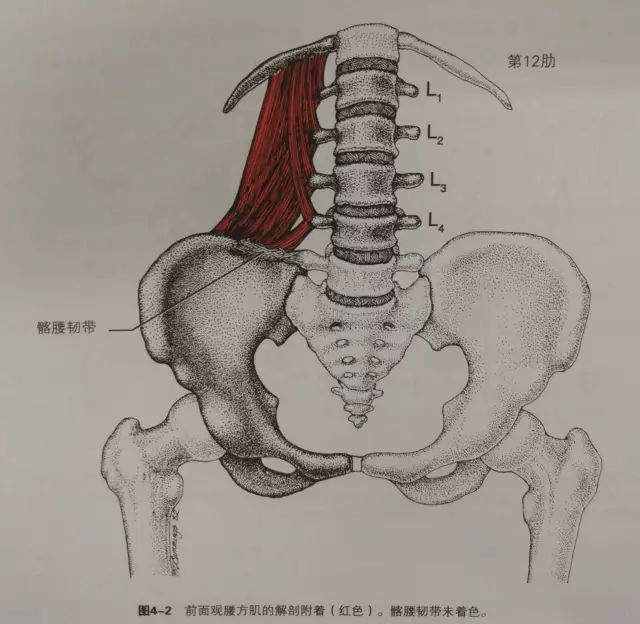 腰方肌分为三束   髂肋束:链接髂骨和肋骨.