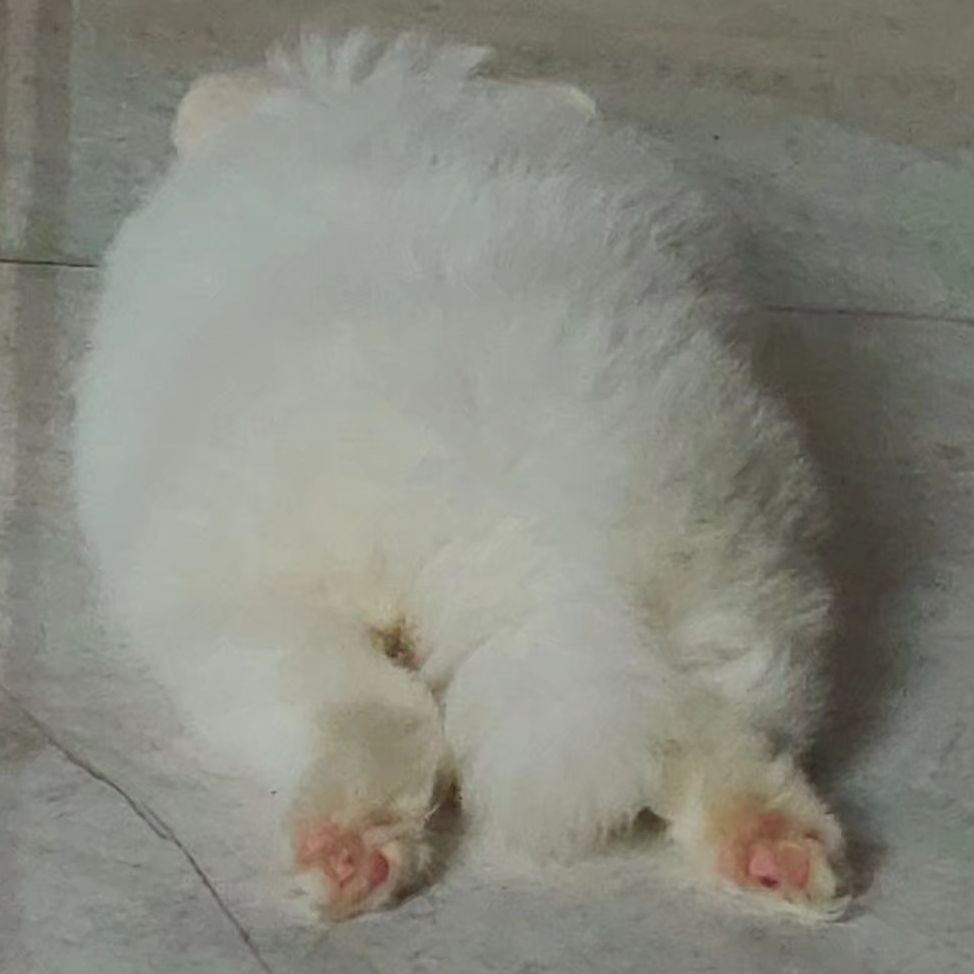 萌崽攻击突突突