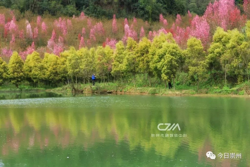 崇州红旗村桃花源图片