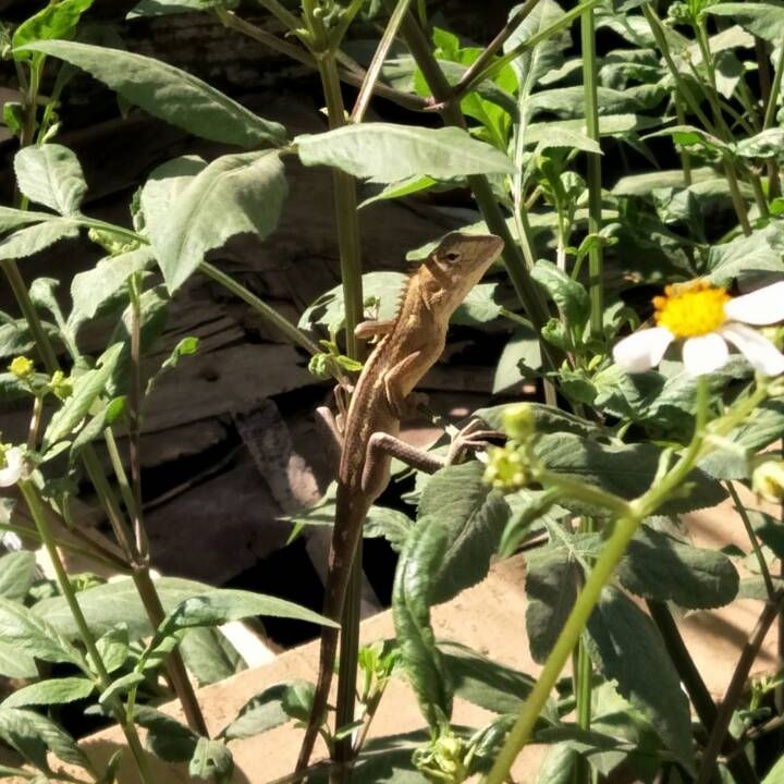 金壳有个大角龙