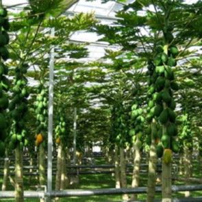 关爱八卦协会会长