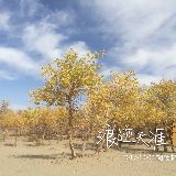 咫尺天涯随风而行