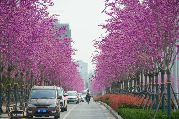 的只看树不看路险些栽跟头   这就是汝州市农业路   也称"巨紫荆大道"