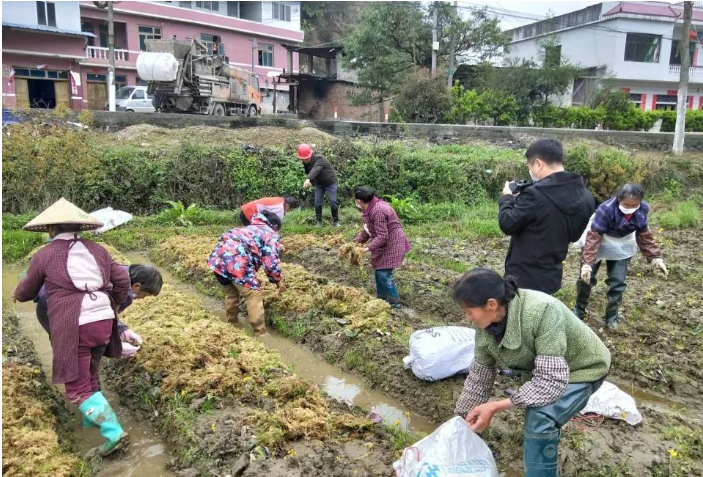 贵州麻江:种下海花草,铺就致富路