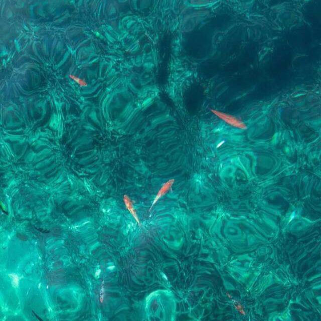 美食圈的下饭君