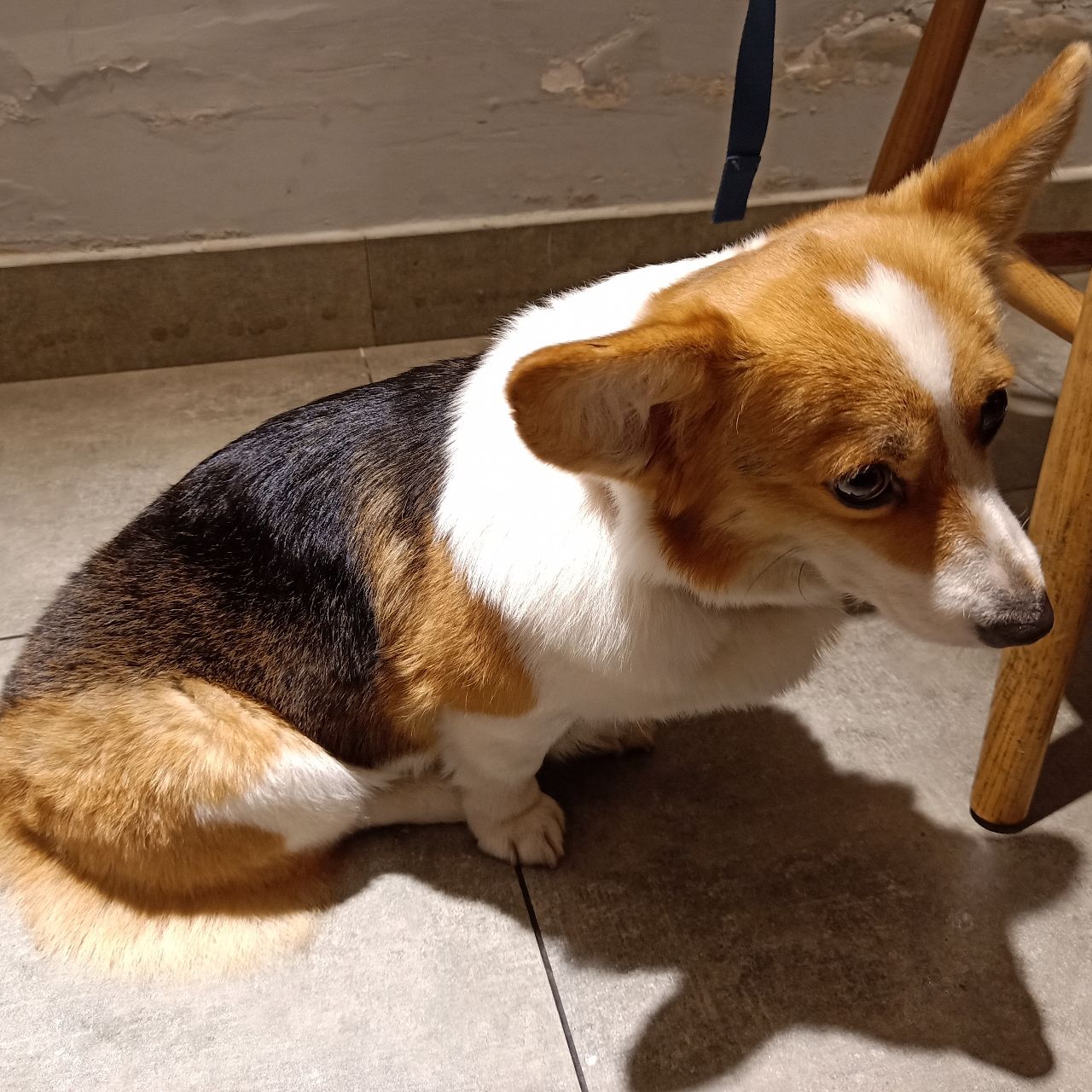 嗷呜