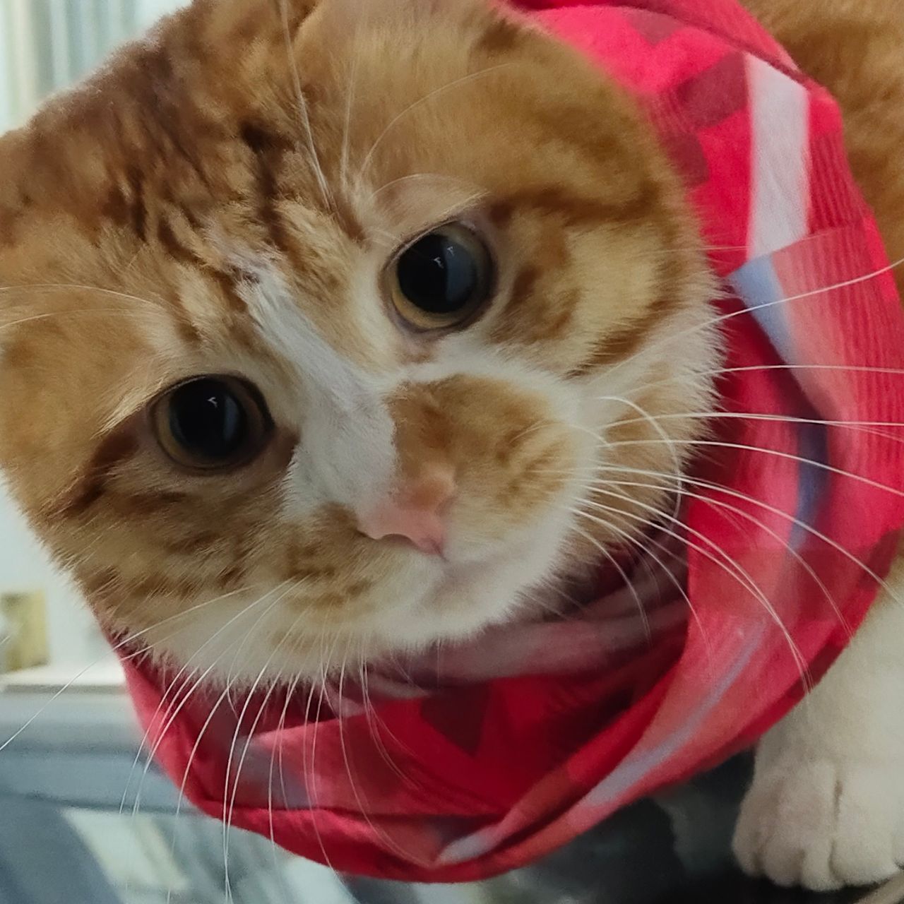 我与狸奴不出门