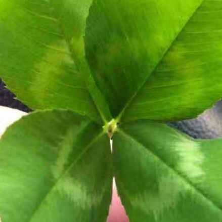 朋哥教你做美食