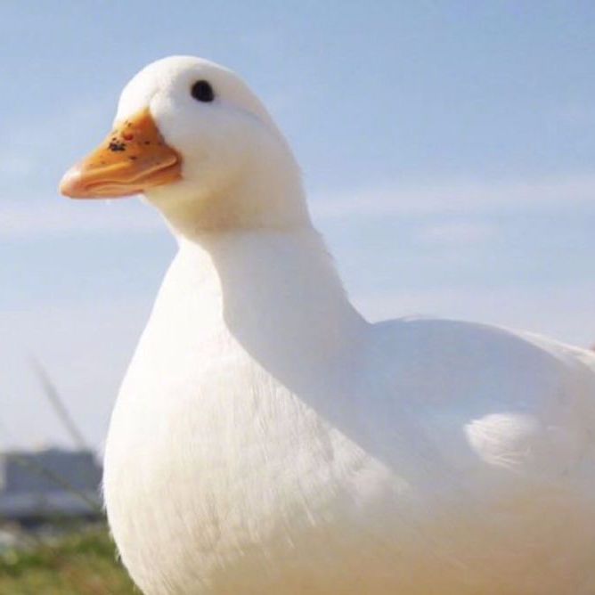 肉嘟嘟鹅