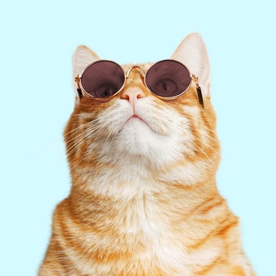 幸运大猫