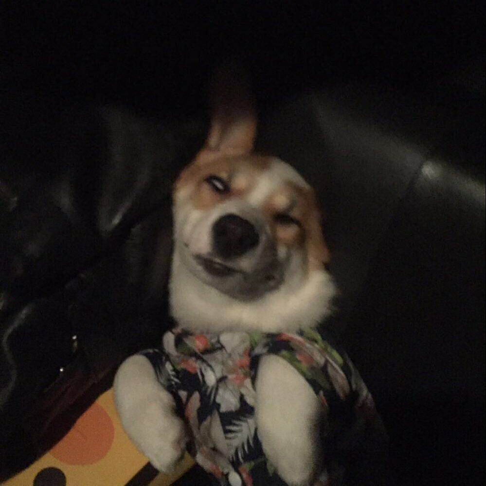 花生大狗的叨叨日常