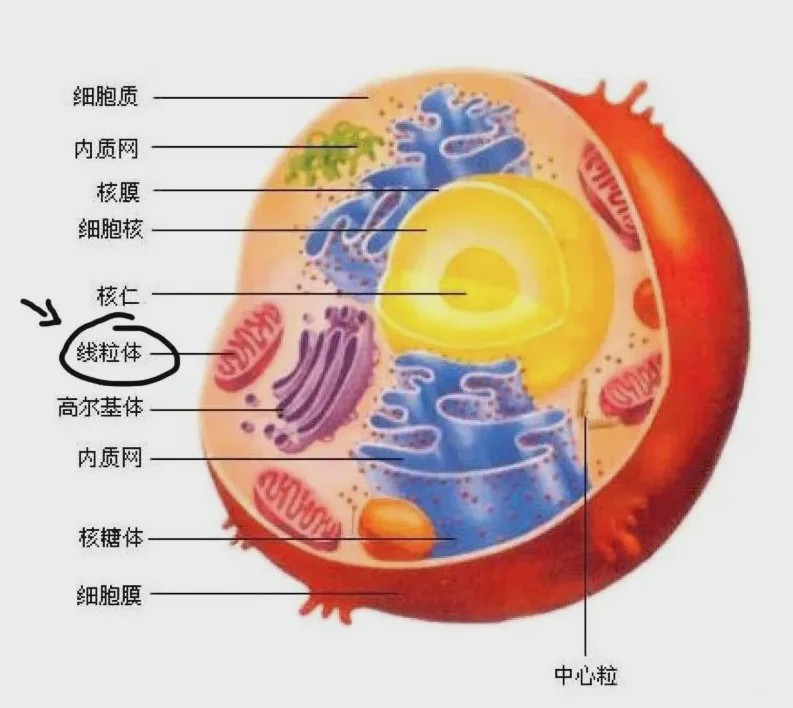 箭头处就是线粒体(图片来源:高中生物课本)