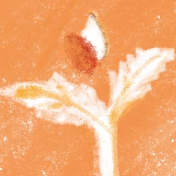 一粒芝麻